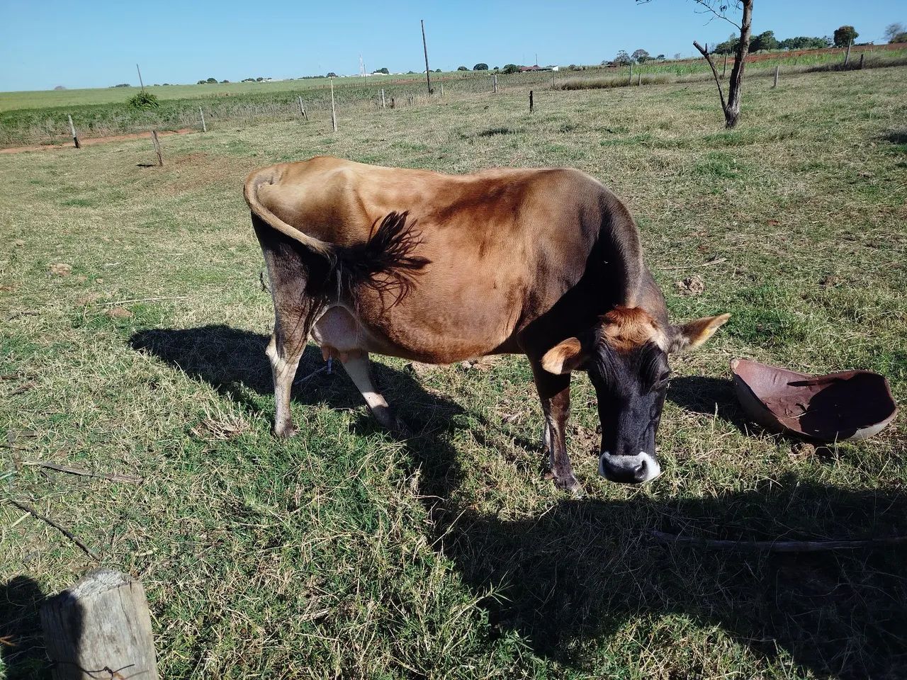 Vaca Jersey  - Foto 3