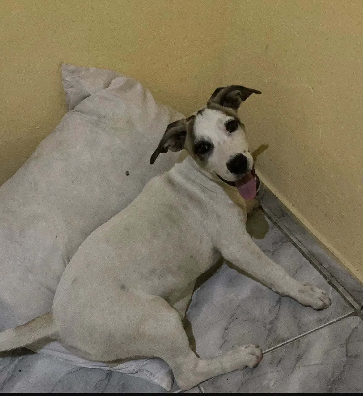 doação cachorrinha 