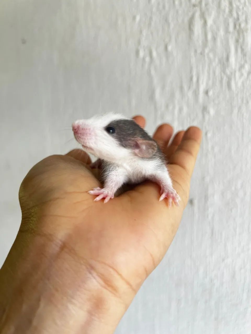 RATO TWISTER/ MERCOL - Foto 3