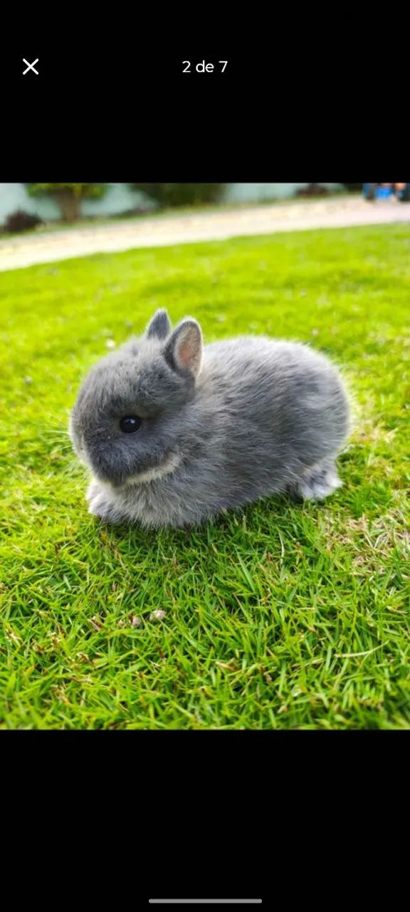 Coelhos anão de Netherland  - Foto 2