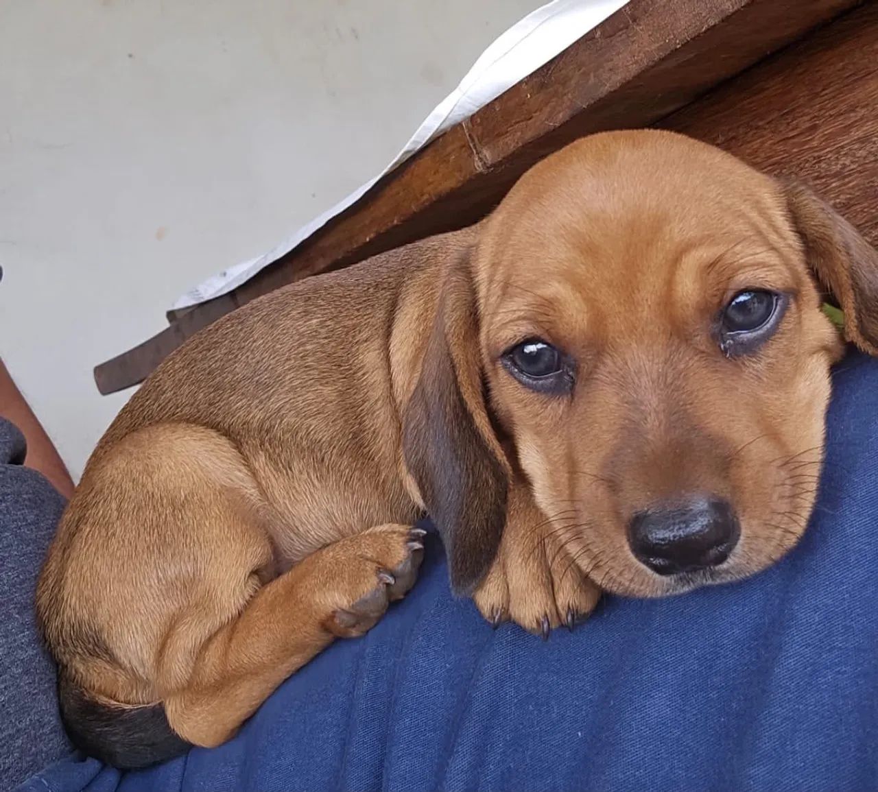 Dachshund/ salsicha  - Foto 3