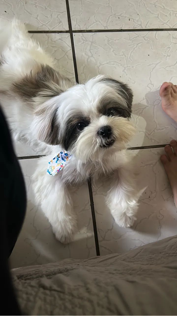 Shitszu 6 meses (macho)
