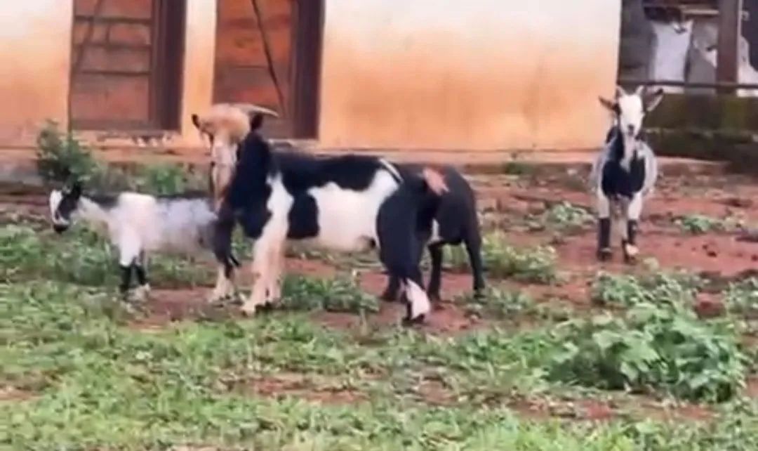 Casal de mini cabras  - Foto 2