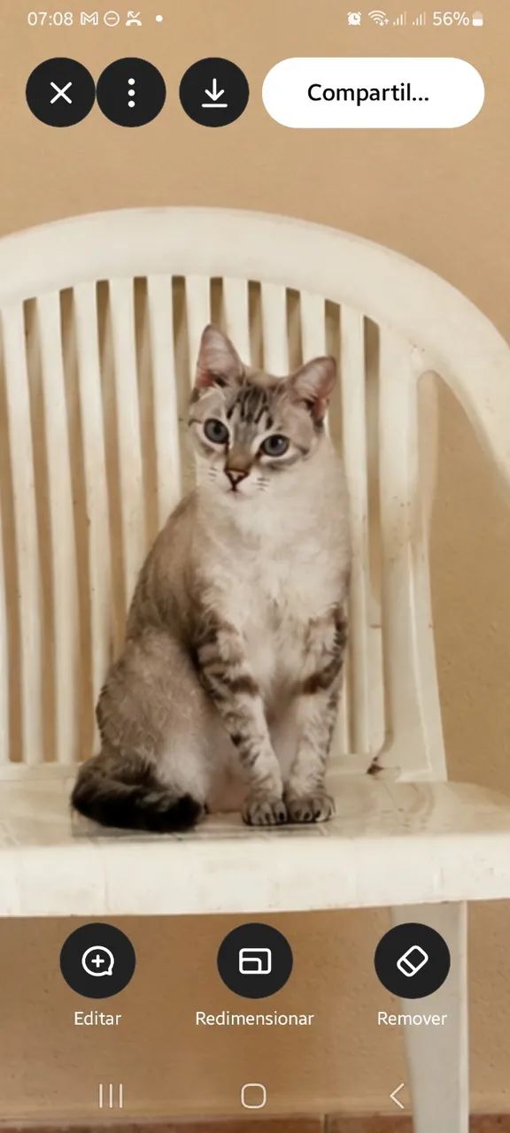 Gata castrada - Foto 2