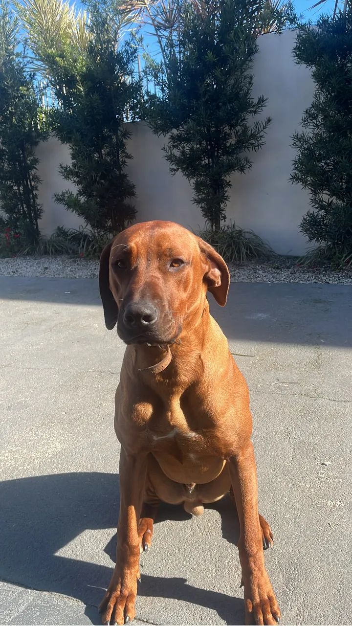 Cachorro Rhodesian ridgeback  - Foto 3