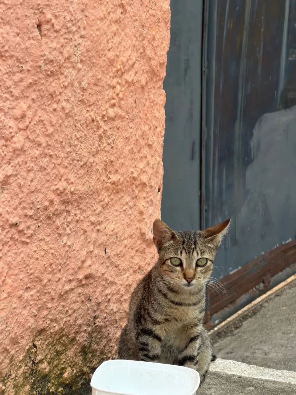 ADOÇÃO RESPONSÁVEL  - Foto 2