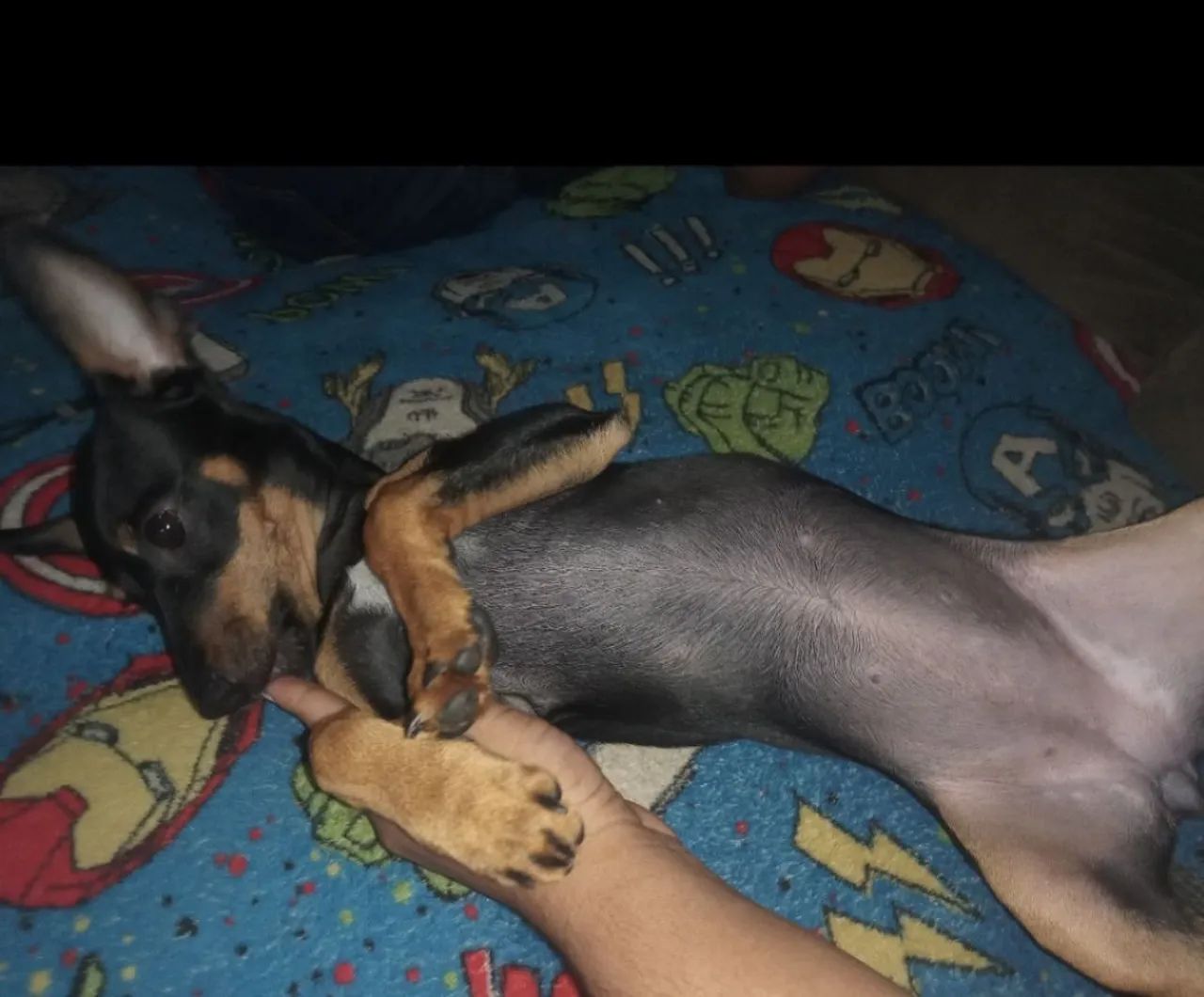 Doação de cachorro Pinscher  - Foto 2