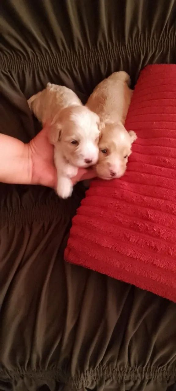 Filhotes Poodles  - Foto 2