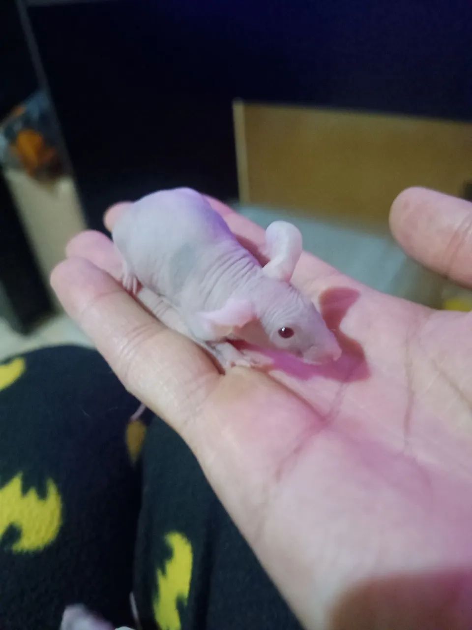 Camundongos hairless PROMOÇÃO 