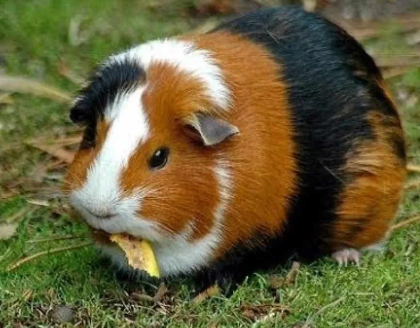 Porquinho da índia inglês pelo liso  - Foto 2