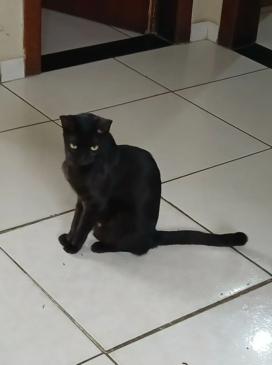 Doação 2 gatinhas Urgente  - Foto 2