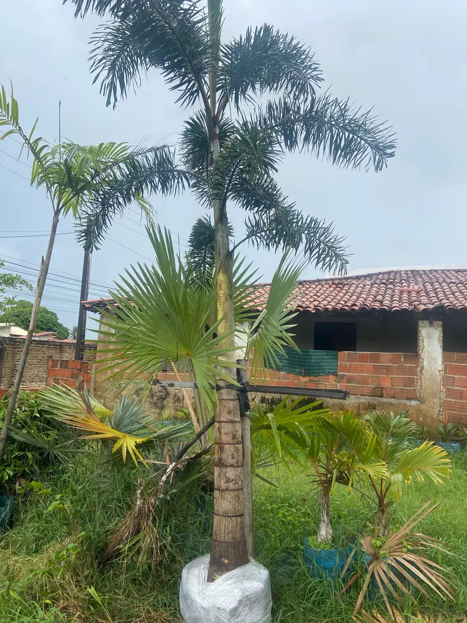 Palmeira grande - Foto 4