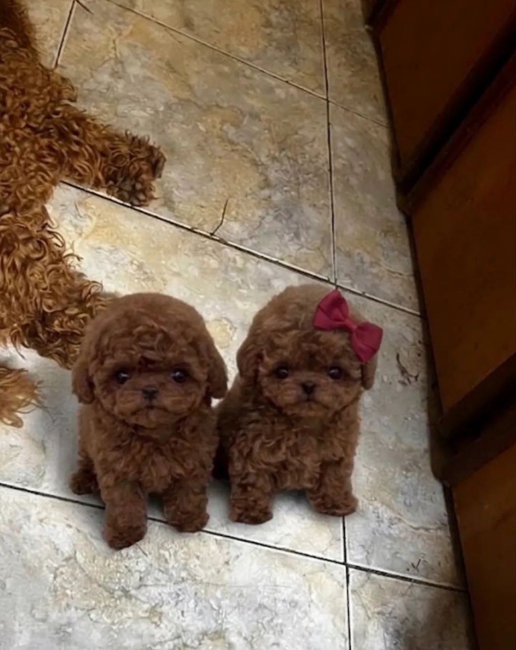 Poodle red 