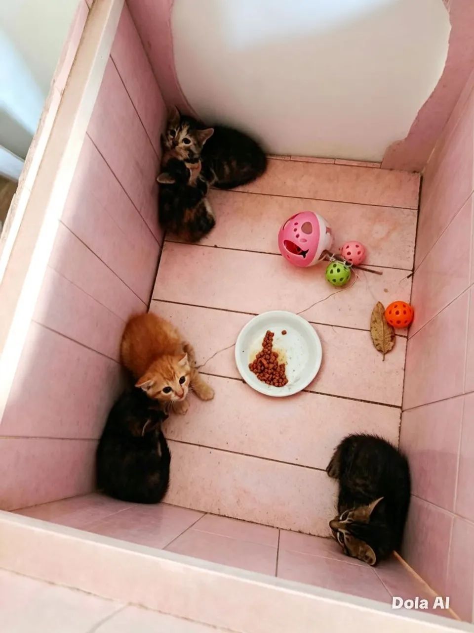 Doa se gatinhos  - Foto 5