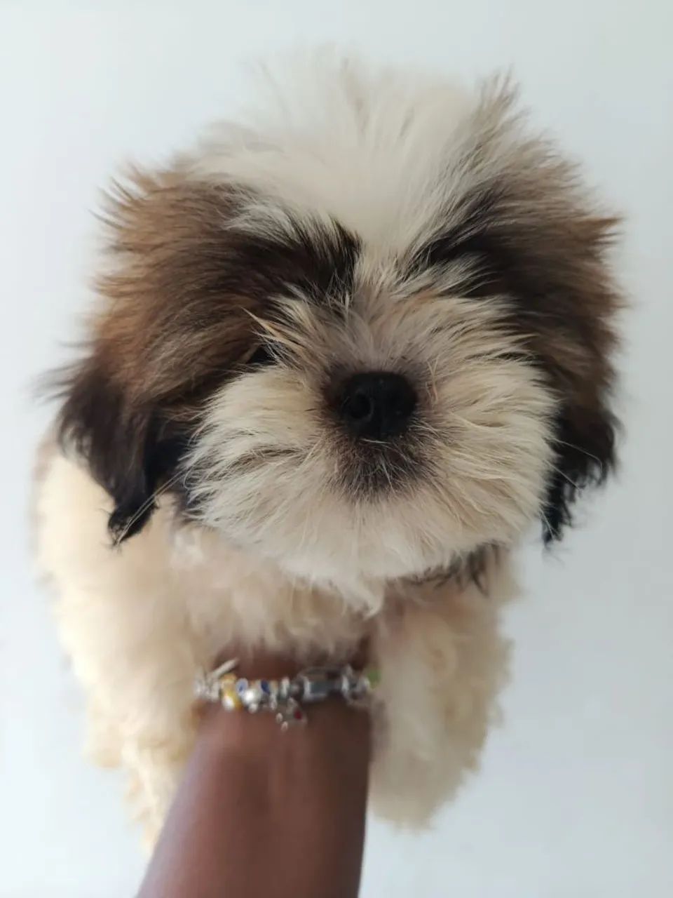Cachorro SHI TZU - Foto 2