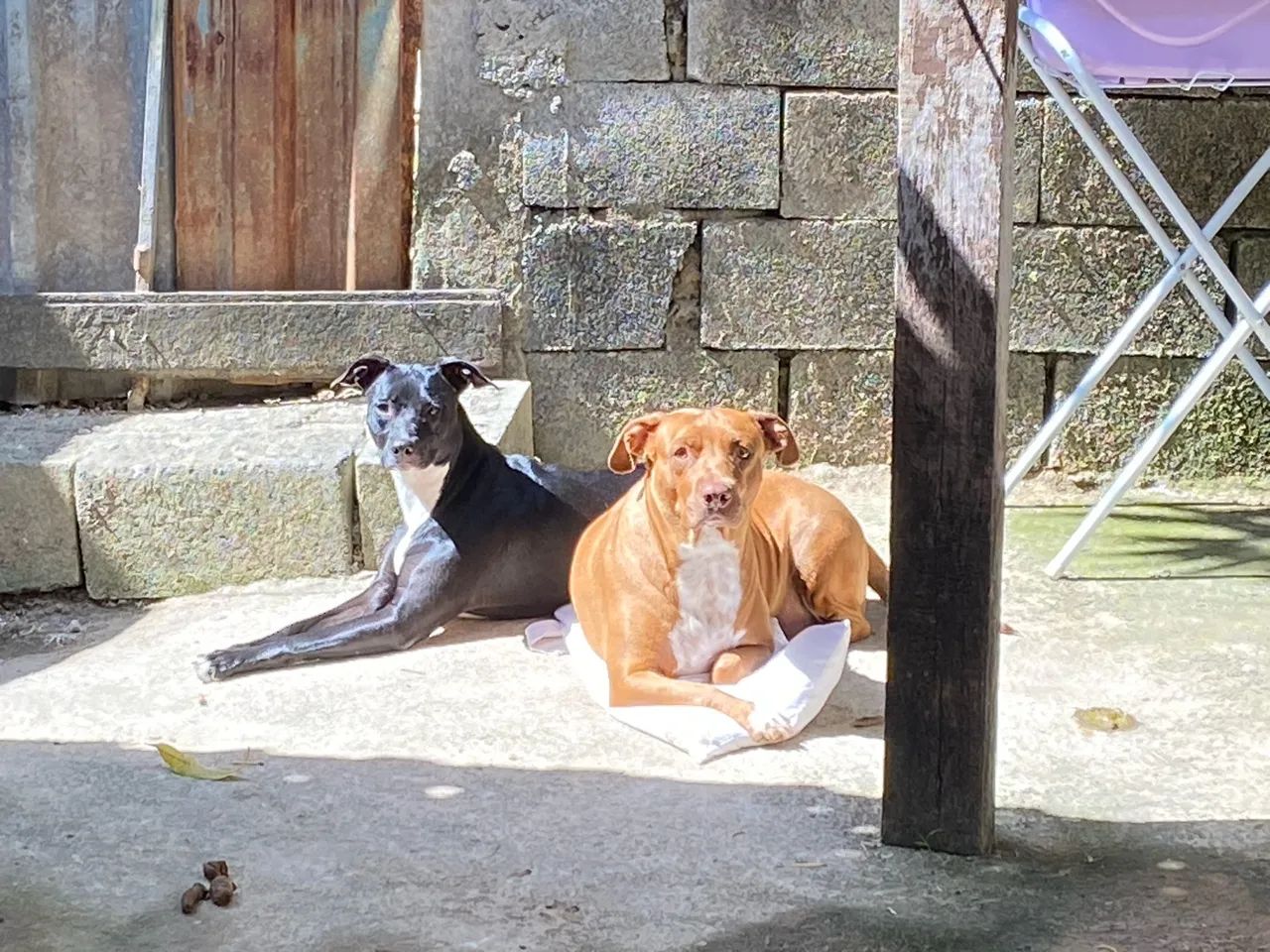 Doa-se mistura de pitbulls  - Foto 3
