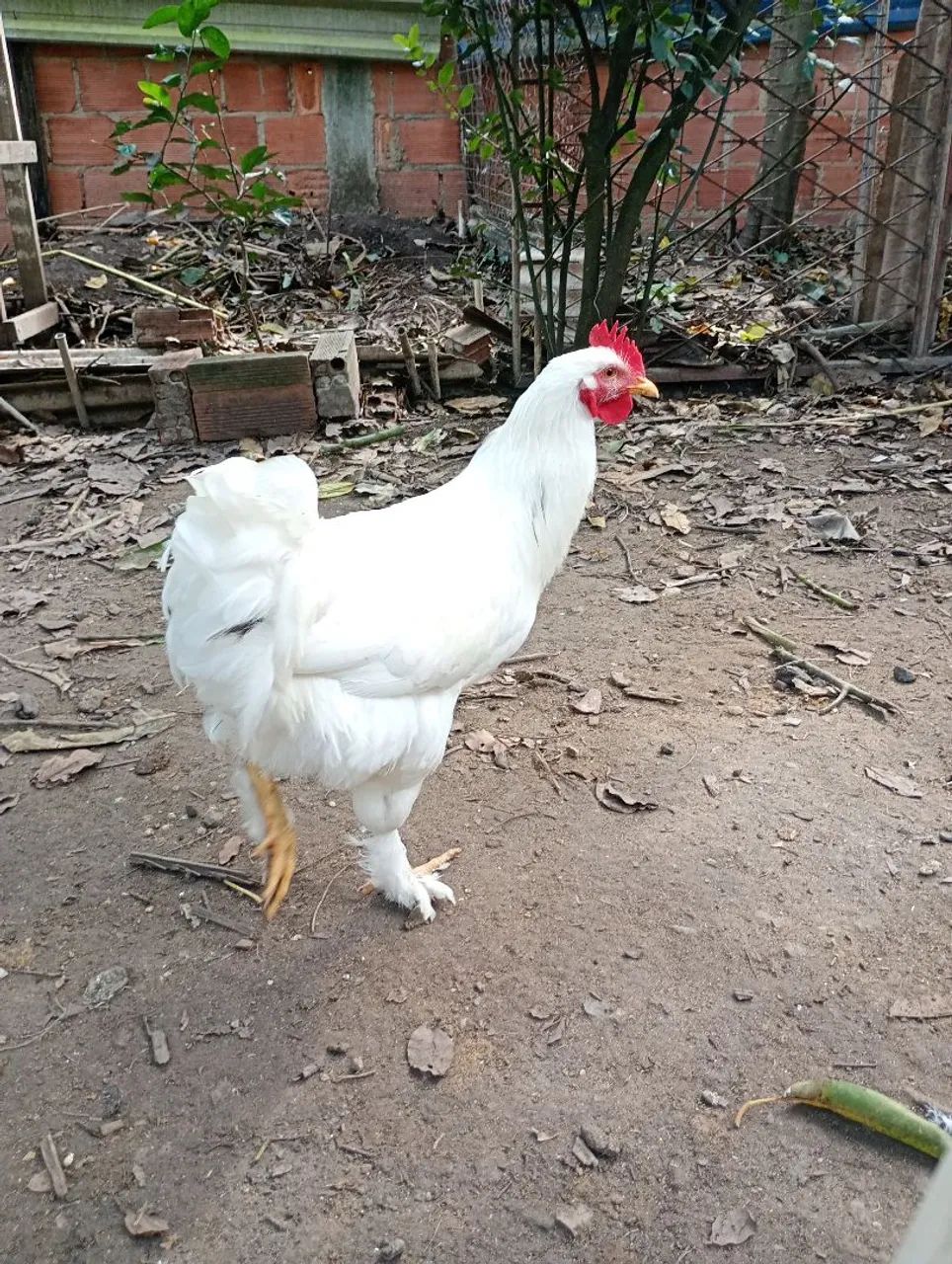 Frangos Brahma 
