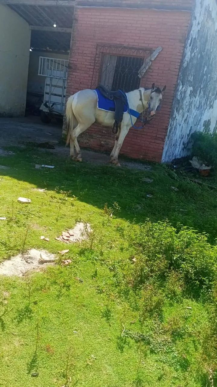 Pordo - Foto 2