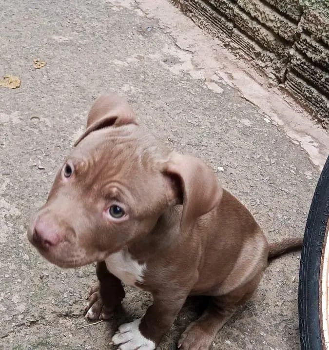 Pitt Monster