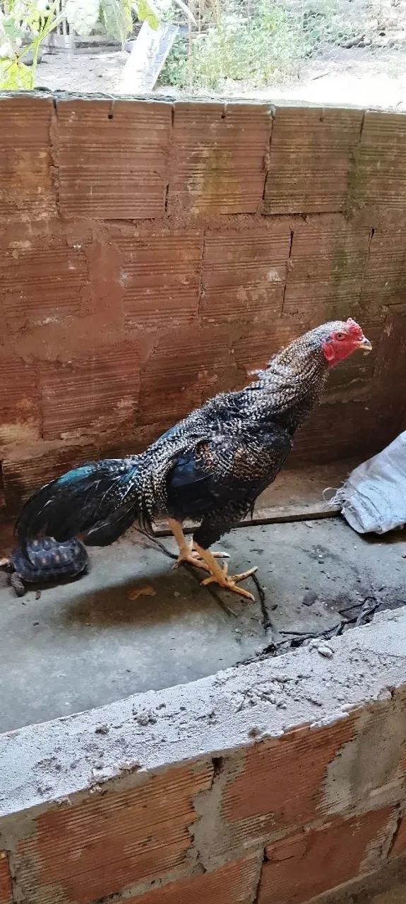 Frango Pedrez  - Foto 5