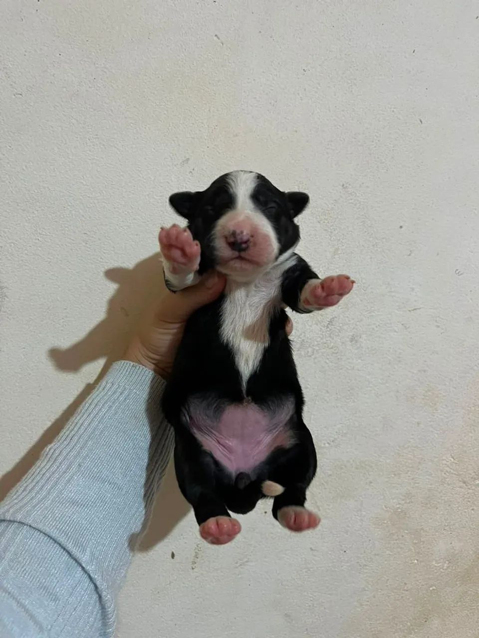 Cachorro 