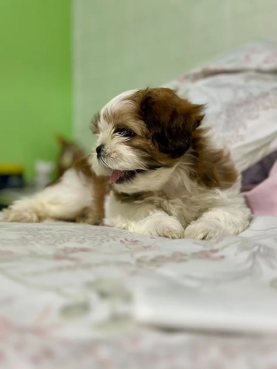 Filhotes de Shihtzu  - Foto 4