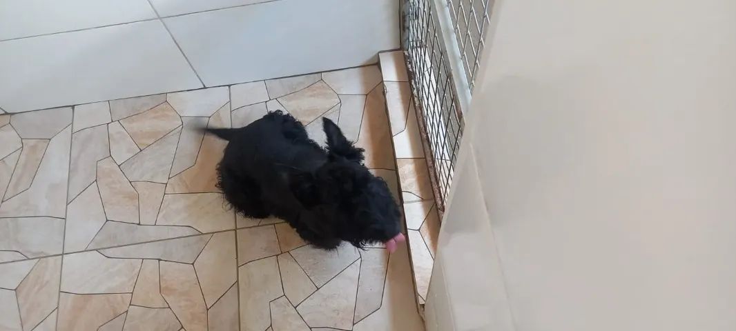 SCOTTISH  TERRIER MACHO - Foto 2