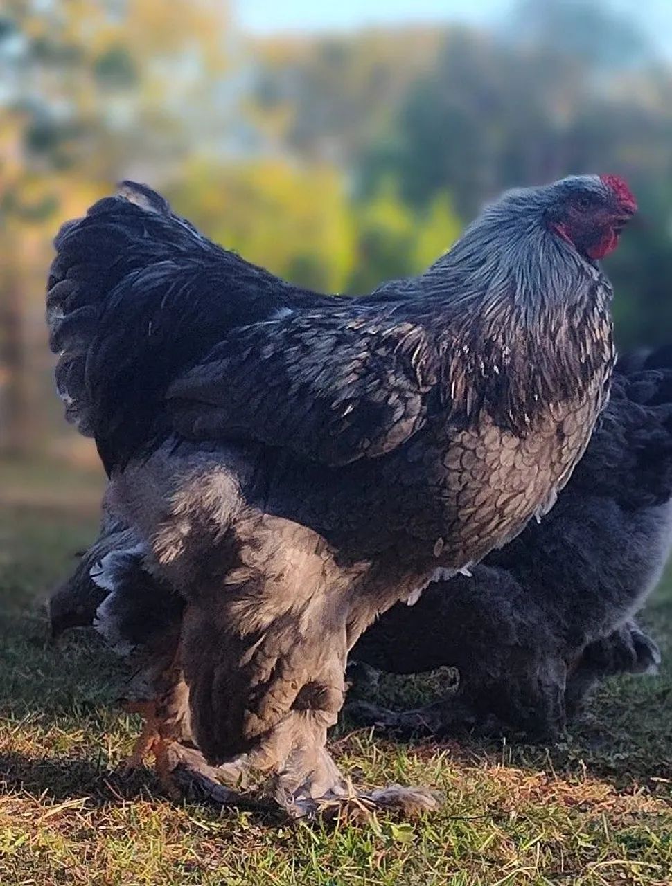 Aves Brahma 