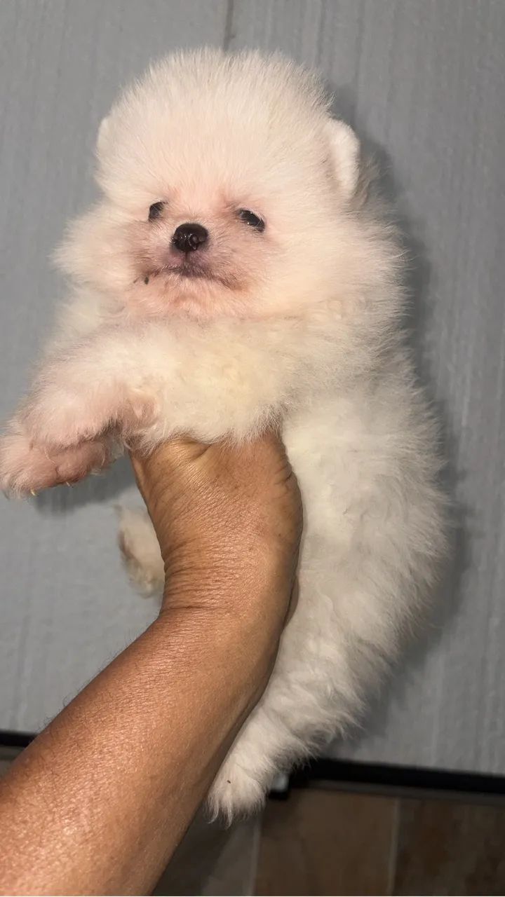Spitz alemão  - Foto 4