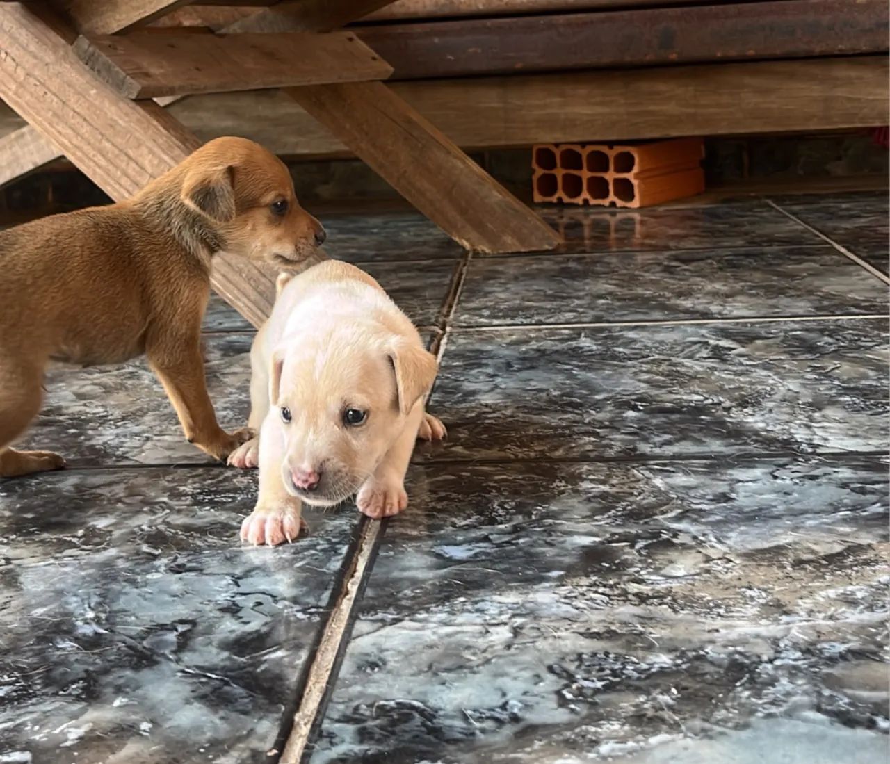 DOAÇÃO CACHORRO  - Foto 4