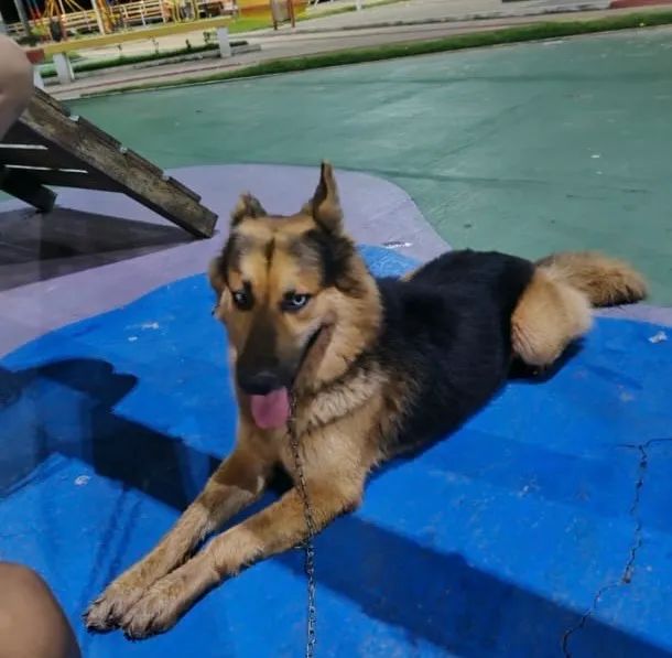Pastor alemão com husky  - Foto 4