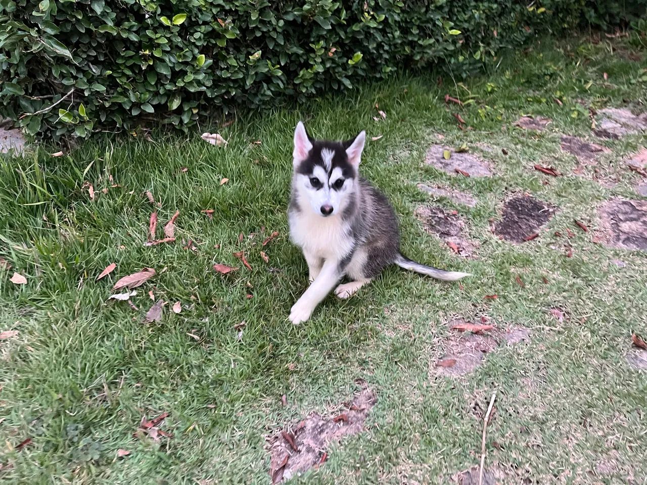 Pomsky macho - Foto 2