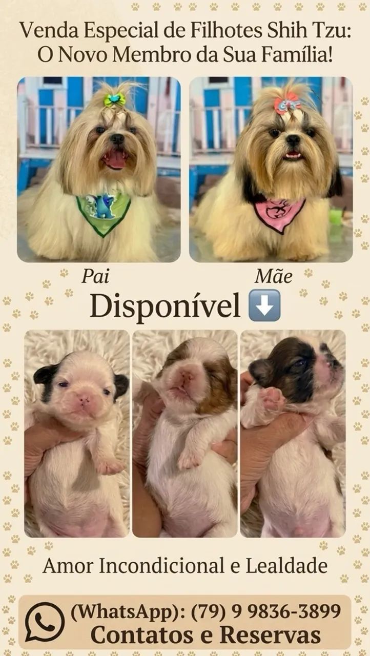 Lindos filhotes de shihtzu 