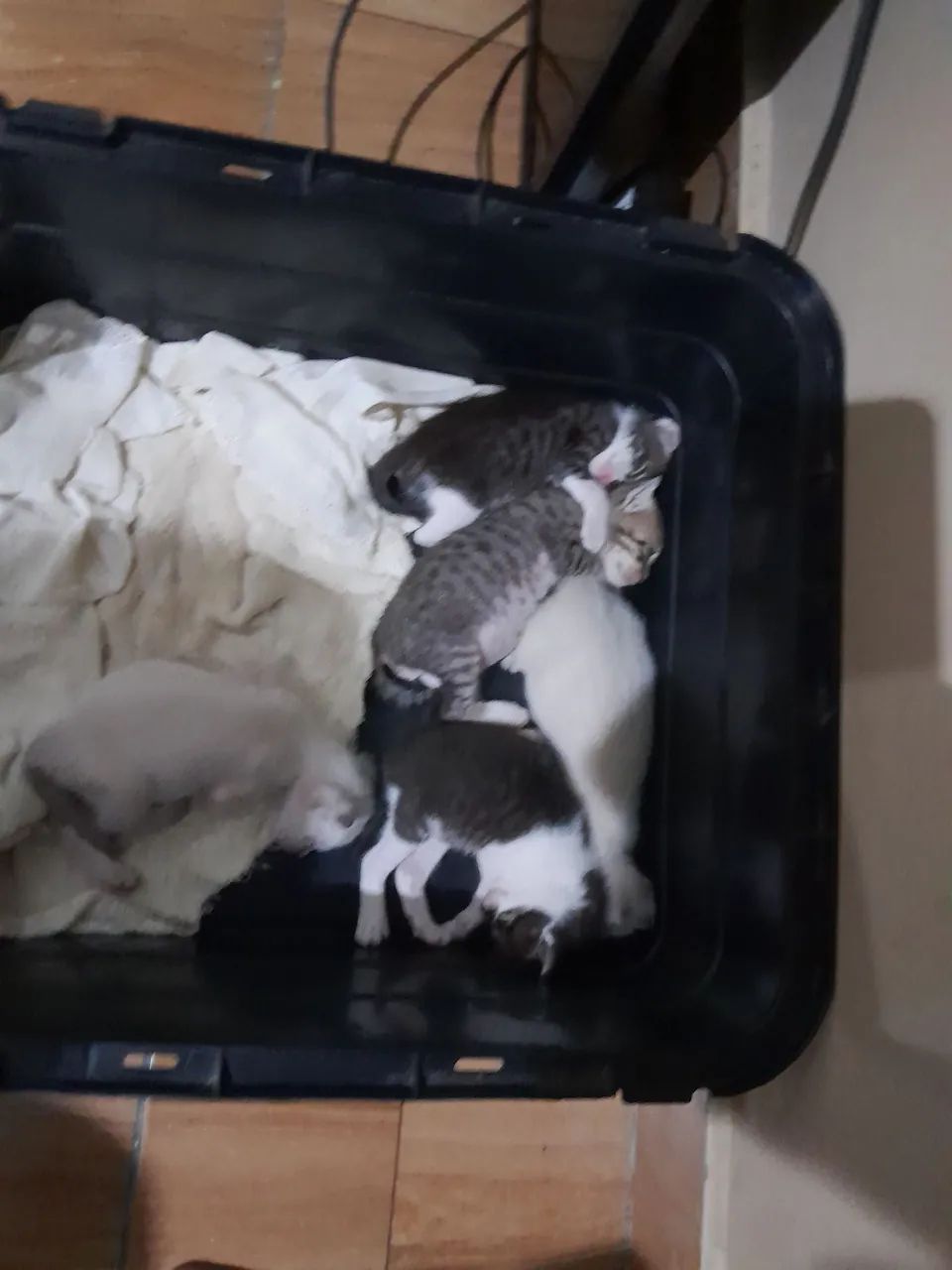 4 gatos á adoção 
