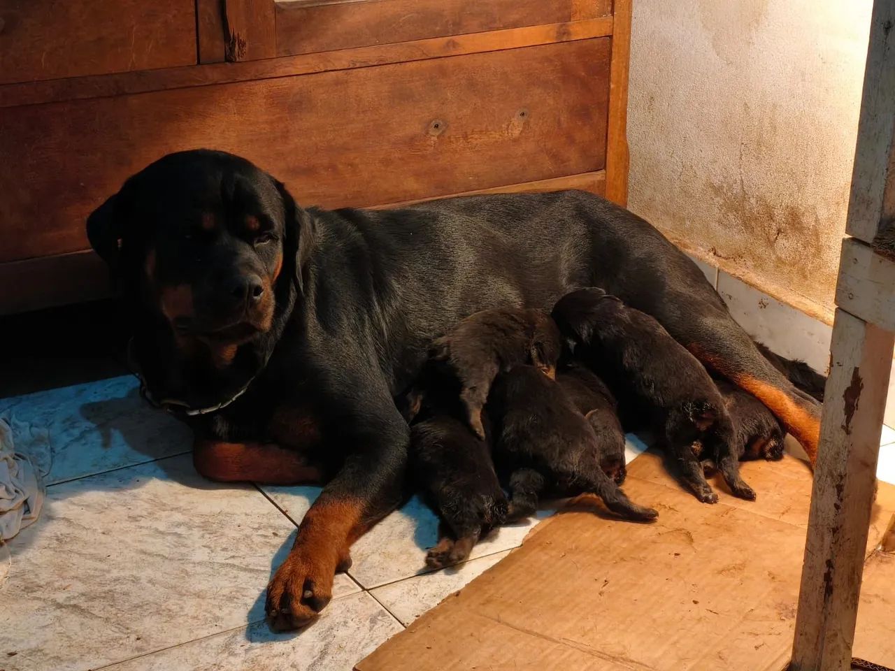 Rottweiler  - Foto 2
