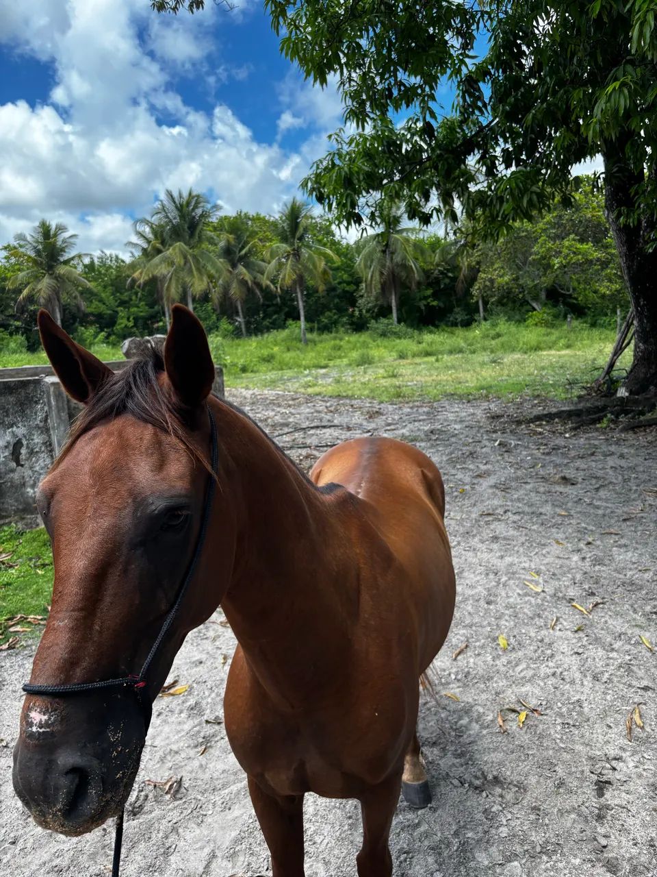 Cavalo de esquerda - Foto 2
