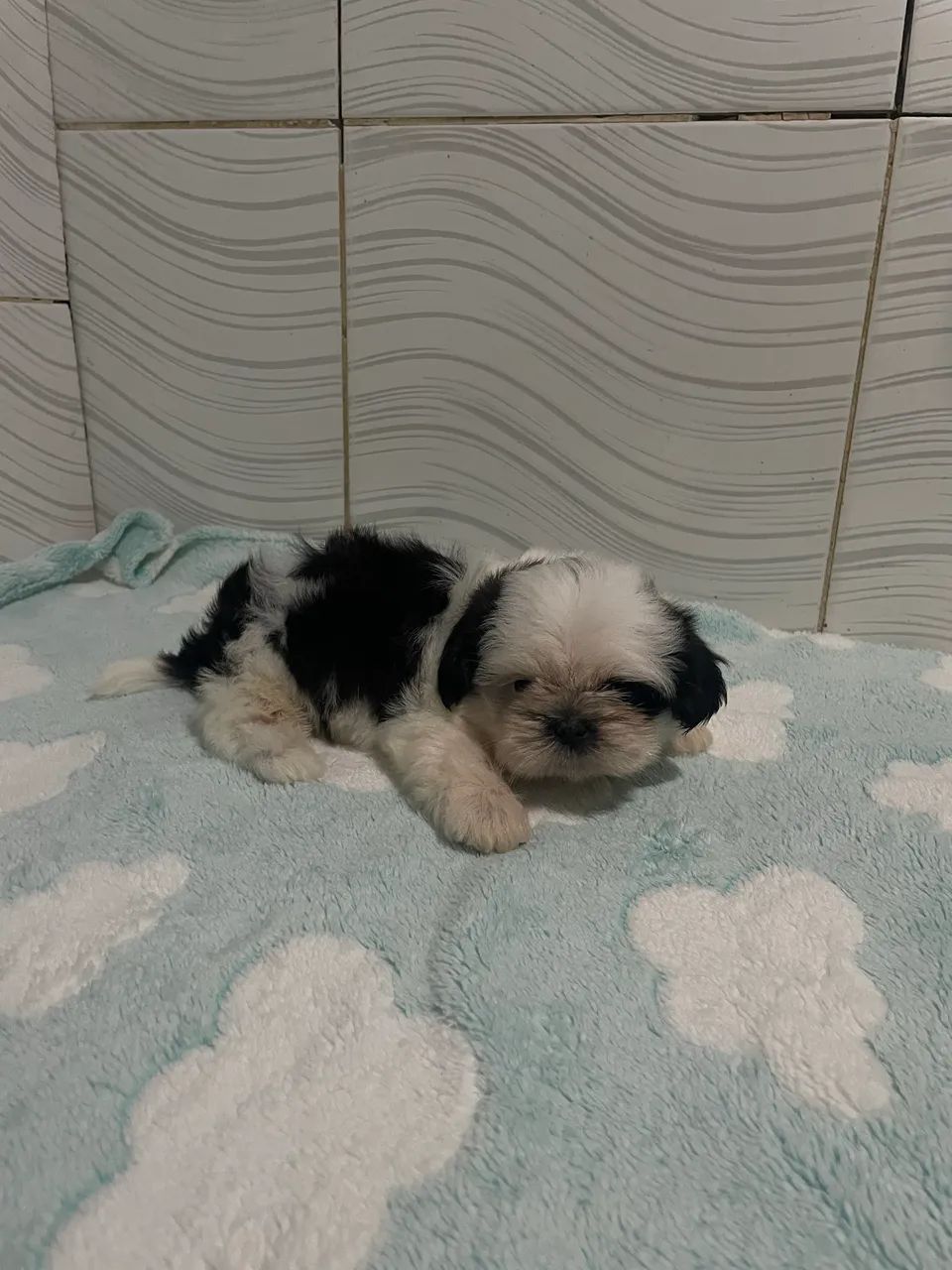 Shih tzu macho  - Foto 2