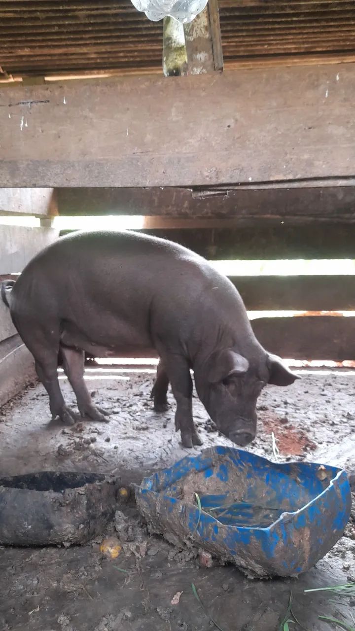 Vendo porco BARRÃO  - Foto 4