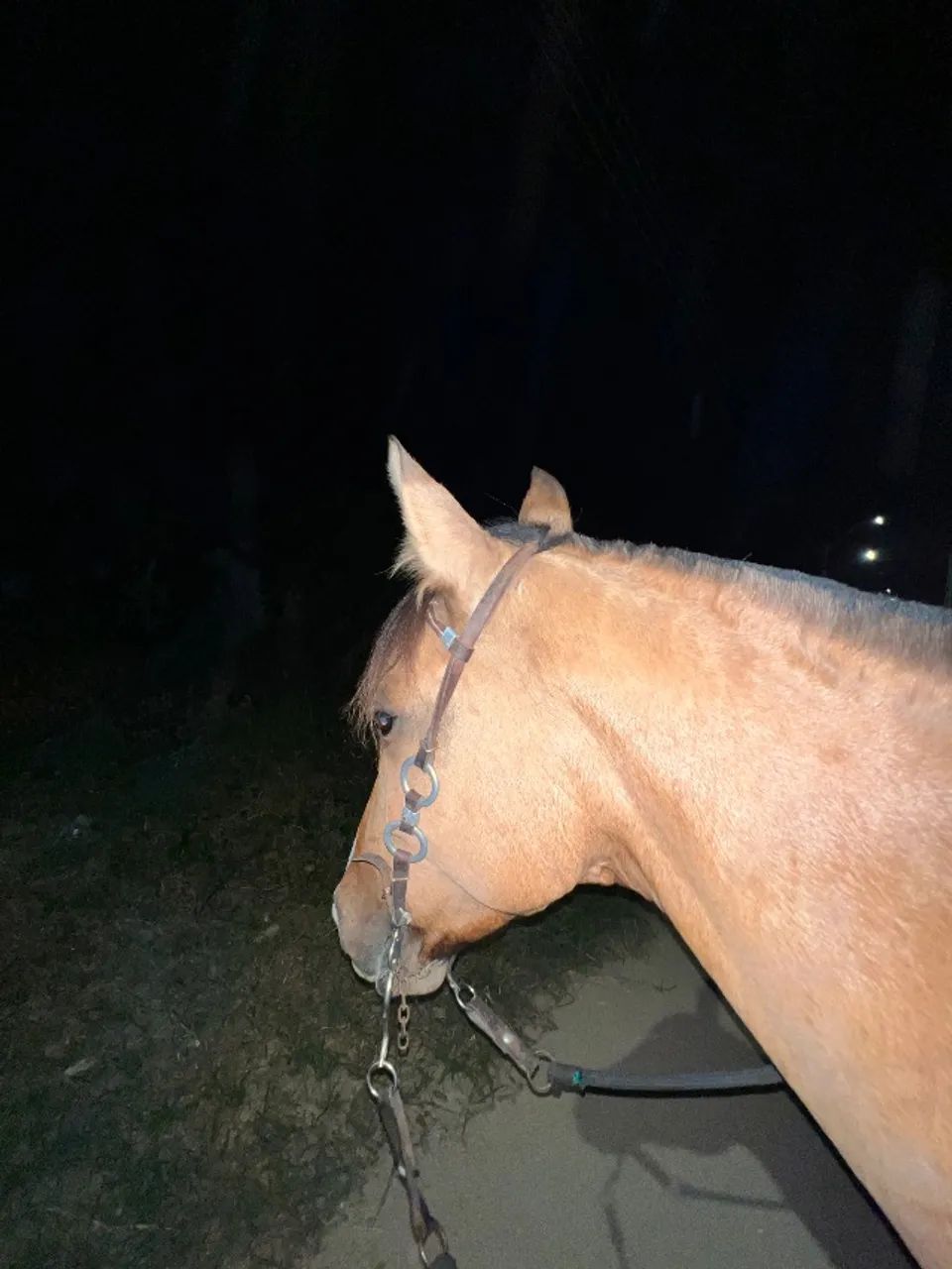 Cavalo Criolo - Foto 4