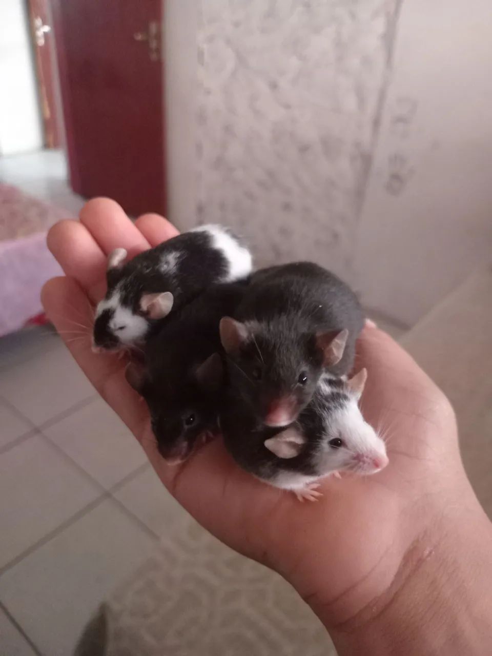 Vende-se Hamster twister  - Foto 4