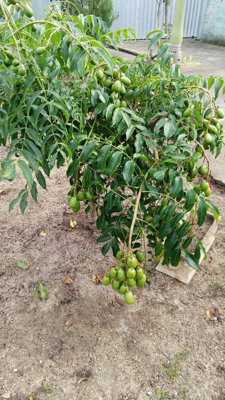 Cajarana precoce - Foto 4