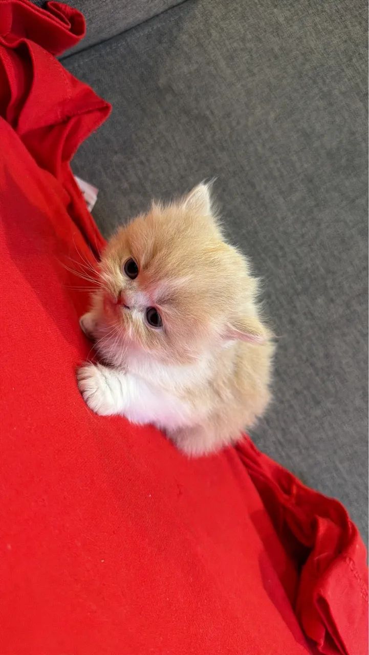 GATINHO PERSA R$ 1.450,00 - Foto 6