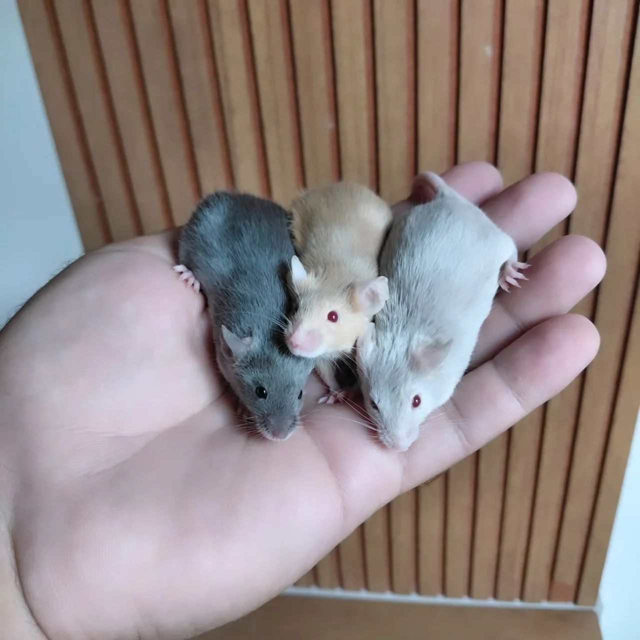Rats/Mice415081865980170243