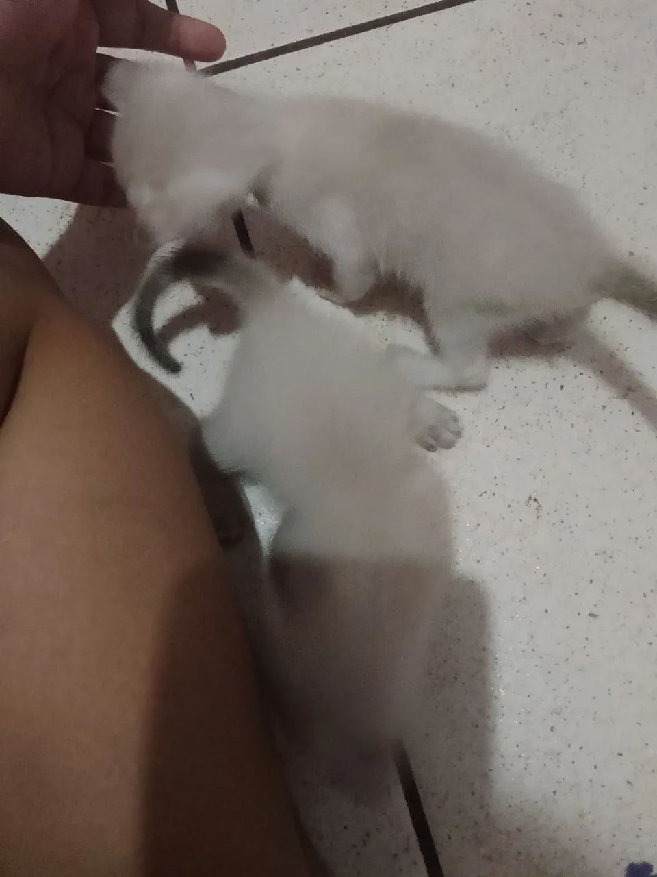 Estou doando esses lindos gatinhos 