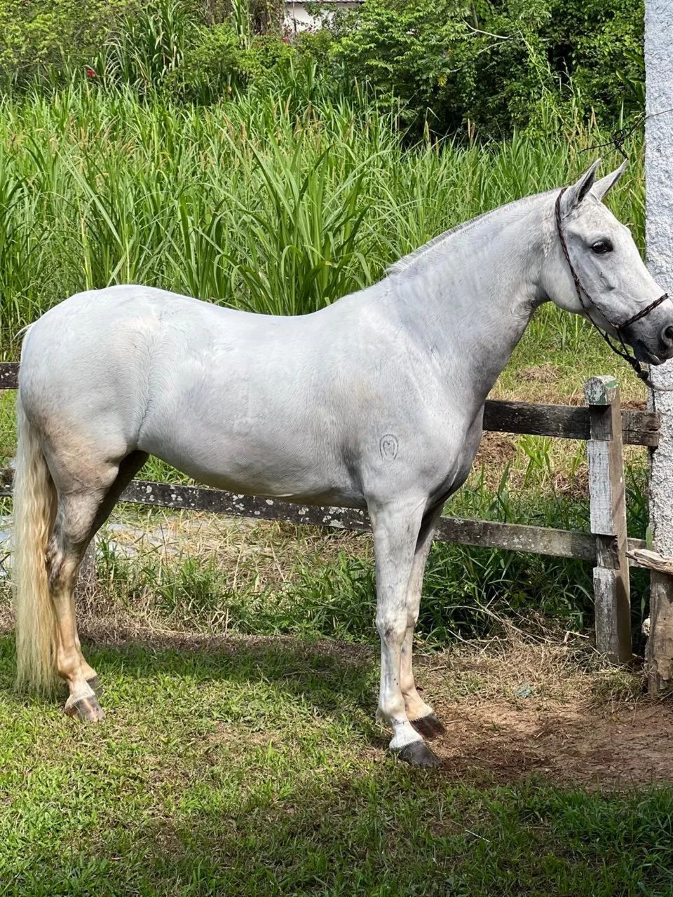 Cavalo mangalarga machador - Foto 5