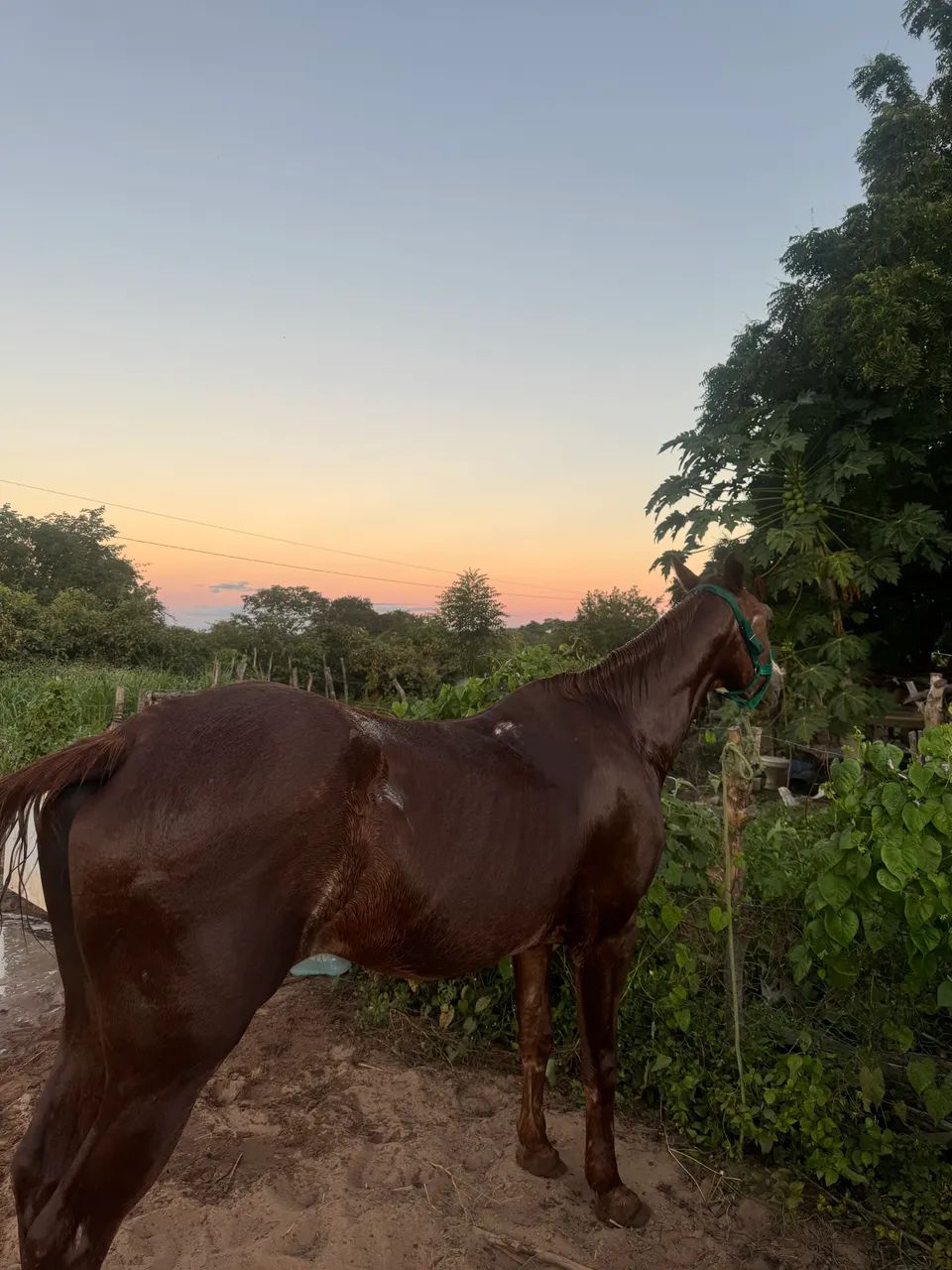 Égua quarto de milha 