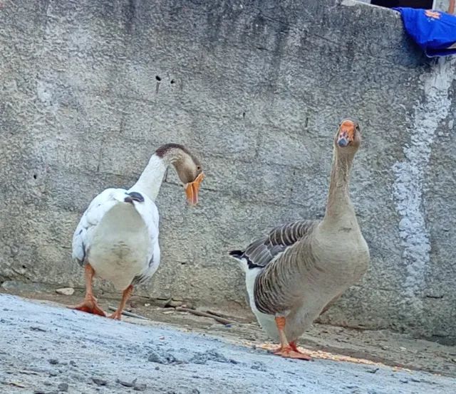 Vendo casal de gansos 500 reais Ou troco por galinhas e galo