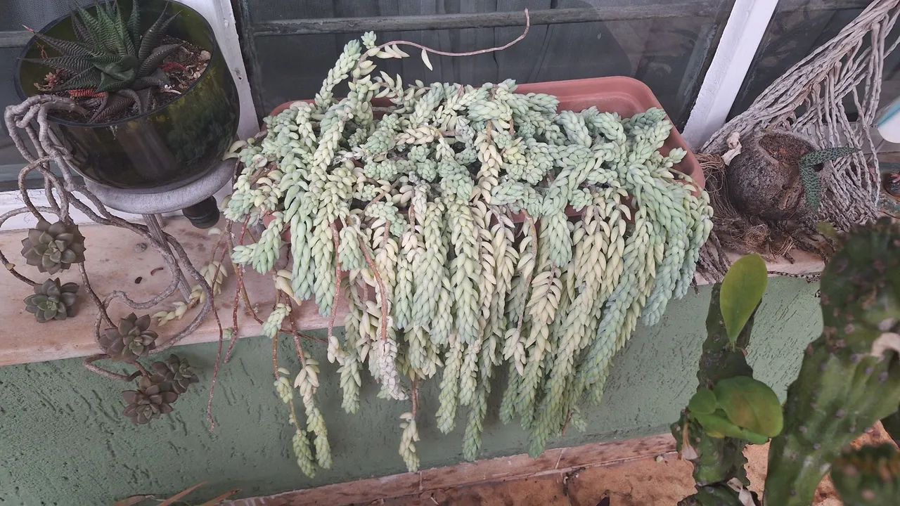 várias plantas - Foto 5