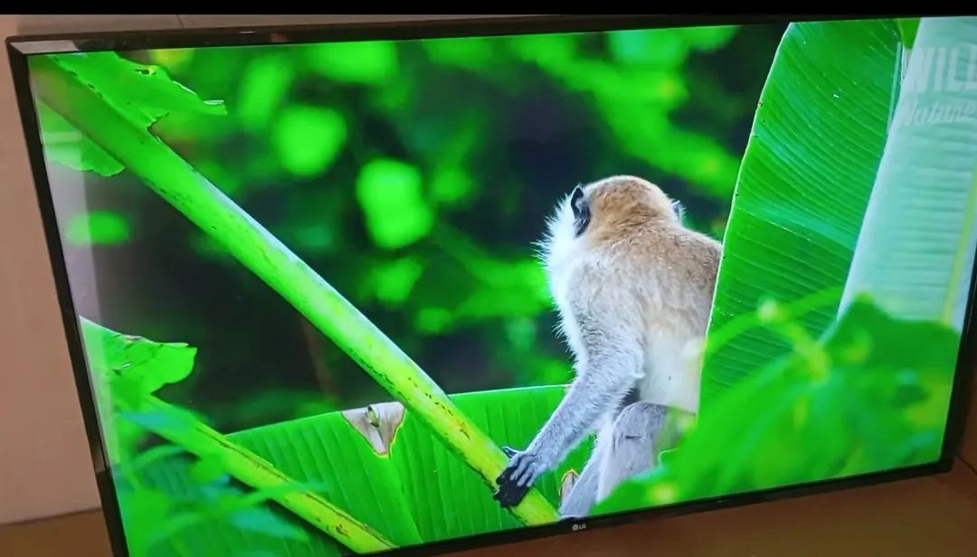 Smart tv lg 43 polegadas completa  - Foto 3