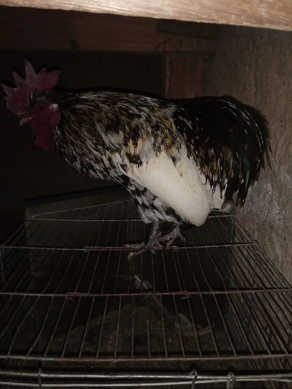 Galinha 